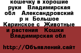 кошечку в хорошие руки - Владимирская обл., Александровский р-н, Большое Каринское с. Животные и растения » Кошки   . Владимирская обл.